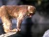 Japanese Macaque, Snow Monkey (Macaca fuscata)