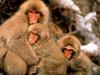 Japanese Macaque, Snow Monkey (Macaca fuscata)