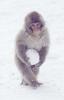 Japanese Macaque, Snow Monkey (Macaca fuscata)