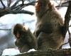 Japanese Macaque, Snow Monkey (Macaca fuscata)