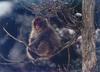 Japanese Macaque, Snow Monkey (Macaca fuscata)