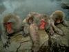 Japanese Macaque, Snow Monkey (Macaca fuscata)