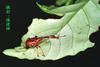 Leaf-roller Weevil