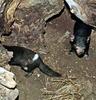 Tasmanian Devil (Sarcophilus laniarius)