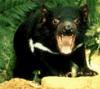 Tasmanian Devil (Sarcophilus laniarius)