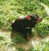 Tasmanian Devil (Sarcophilus laniarius)