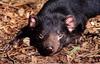 Tasmanian Devil (Sarcophilus laniarius)