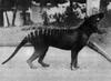 Thylacine, Tasmanian Wolf, Tasmanian Tiger (Thylacinus cynocephalus)