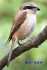 Shrike (Lanius sp.)