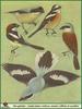 ...masked shrike (Lanius nubicus), woodchat shrike (Lanius senator), red-backed shrike (Lanius coll...