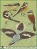 [Animal Art] Vavrious shrike species (Lanius sp., Laniidae): lesser grey shrike (Lanius minor), ...