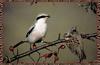 Great Grey Shrike (Lanius excubitor)