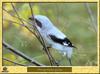 Great Grey Shrike (Lanius excubitor)