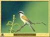 Red-backed Shrike (Lanius collurio)