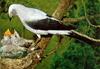 Ground Cuckooshrike (Coracina maxima)