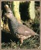 Scaled Quail (Callipepla squamata)