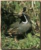 California Quail (Callipepla californica)