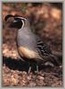 Gambel's Quail (Callipepla gambelii)