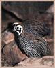 Montezuma Quail (Cyrtonyx montezumae)