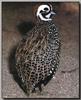 Montezuma Quail (Cyrtonyx montezumae)