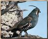 Mountain Quail (Oreortyx pictus)