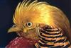 Golden Pheasant (Chrysolophus pictus)