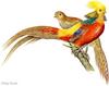 [Animal Art] Golden Pheasant pair (Chrysolophus pictus)