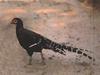 Mikado Pheasant (Syrmaticus mikado)