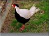 Silver Pheasant (Lophura nycthemera)