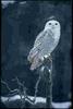 Snowy Owl (Nyctea scandiaca)