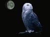 Snowy Owl (Nyctea scandiaca)