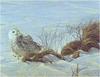 [Animal Art - Robert Bateman] Snowy Owl (Nyctea scandiaca)