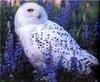 Snowy Owl (Nyctea scandiaca)