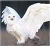 Snowy Owl (Nyctea scandiaca)