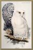 [Animal Art - Edward Lear] Snowy Owl (Nyctea scandiaca)