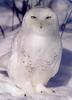 Snowy Owl (Nyctea scandiaca)