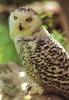 Snowy Owl (Nyctea scandiaca)