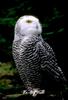 Snowy Owl (Nyctea scandiaca)