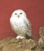 Snowy Owl (Nyctea scandiaca)