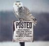 Snowy Owl (Nyctea scandiaca)