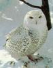 Snowy Owl (Nyctea scandiaca)