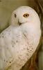 Snowy Owl (Nyctea scandiaca)