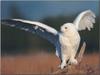 Snowy Owl (Nyctea scandiaca)