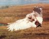 Snowy Owl (Nyctea scandiaca)