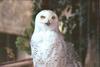 Snowy Owl in flight (Nyctea scandiaca)
