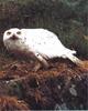 Snowy Owl (Nyctea scandiaca)