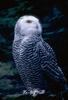 Snowy Owl (Nyctea scandiaca)