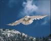 Snowy Owl (Nyctea scandiaca)