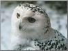 Snowy Owl (Nyctea scandiaca)