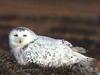 Snowy Owl (Nyctea scandiaca)